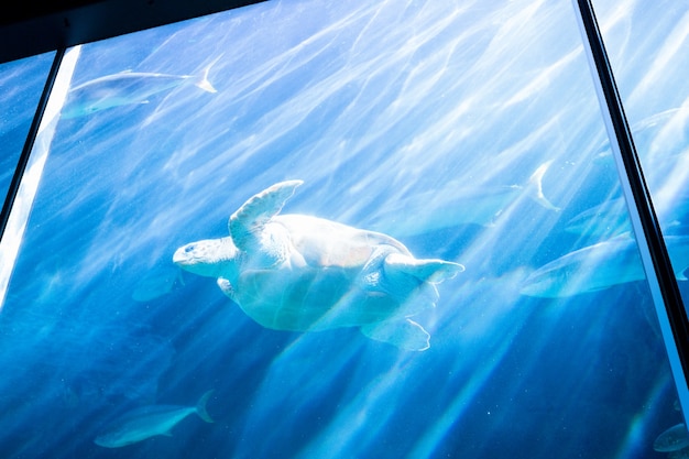 写真 水槽の魚で泳ぐウミガメ