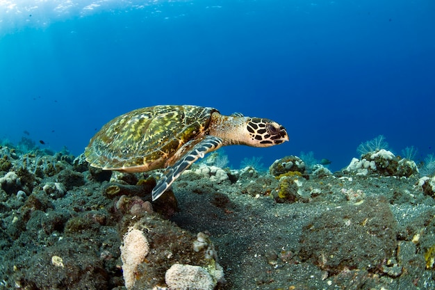 ウミガメが珊瑚礁に沿って泳ぐバリの水中世界