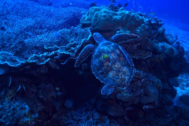 Sea turtle underwater / exotic nature sea animal underwater\
turtle