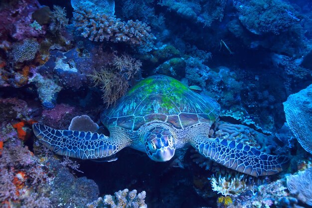 Sea turtle underwater / exotic nature sea animal underwater\
turtle