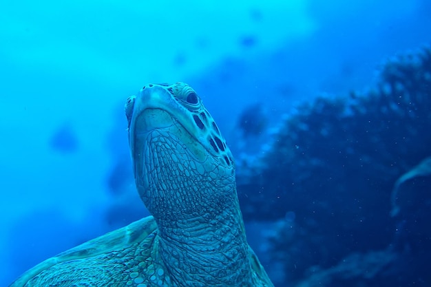 ウミガメ水中/エキゾチックな自然海の動物水中カメ