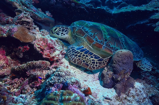 Photo sea turtle underwater / exotic nature sea animal underwater turtle