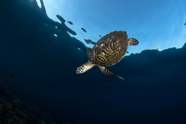 写真 インドネシアのバリ島の海<unk>