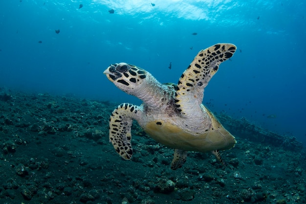 写真 インドネシアのバリ島の海<unk>