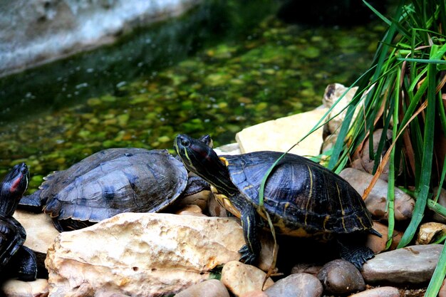 Photo sea turtles on rocks at lake