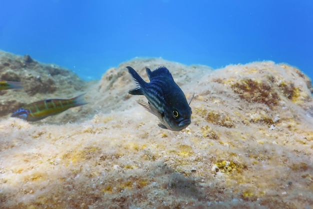 海中、水中シーンの日光、魚の水中生物。