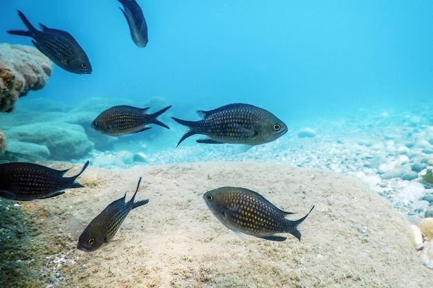 海中 水中シーン 日光の魚 水中生物