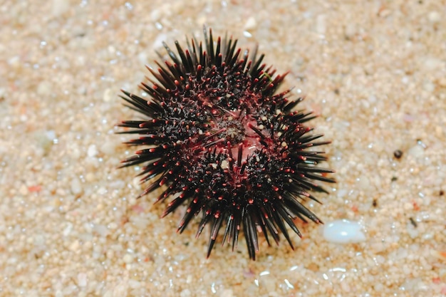 Photo sea urchin on the beach sand in gunungkidul