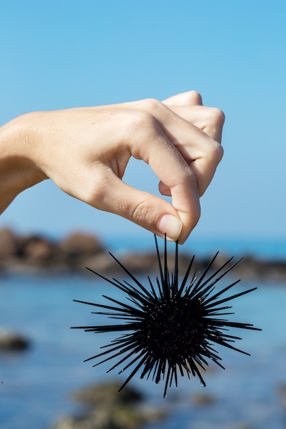 Sea urchin close-up