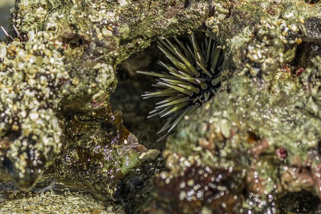 Sea urchin hid in coral in the surf