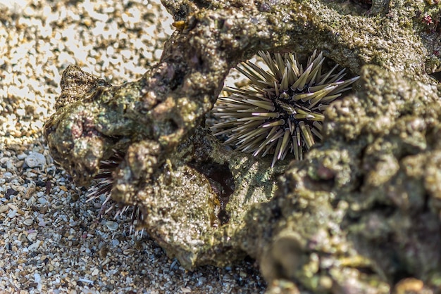 Photo sea urchin hid in coral in the surf