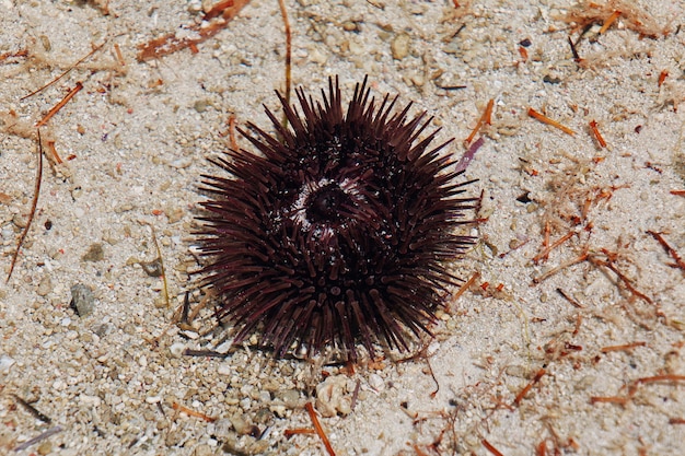 Sea urchin at low tide on Zanzibar in Indian ocean