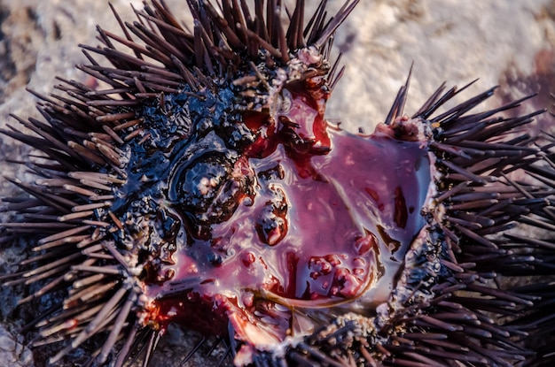 Sea Urchin on Rock Near Ocean Background