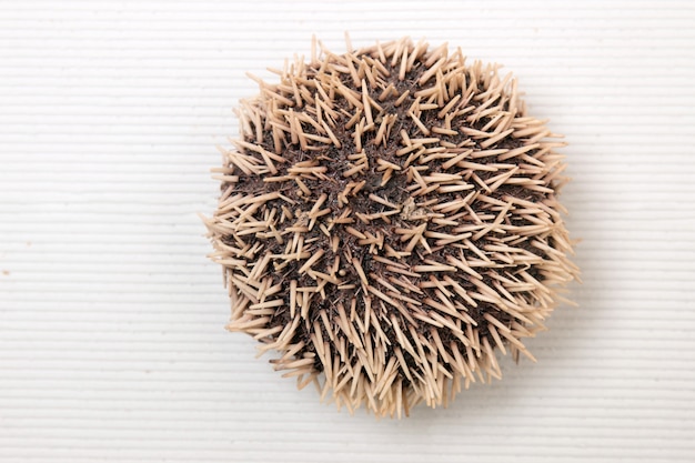 Sea urchin on white