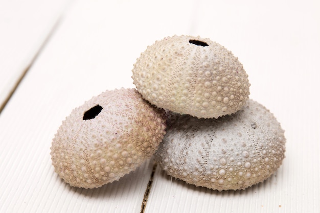 Sea urchin on white