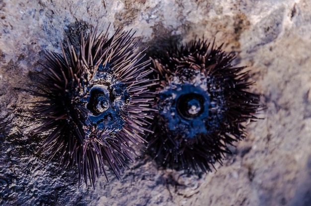 Photo sea urchin