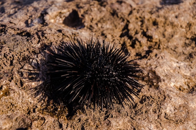 Sea Urchin