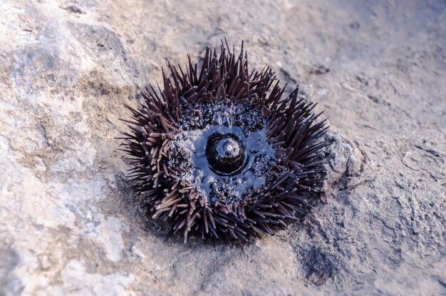 Sea Urchin