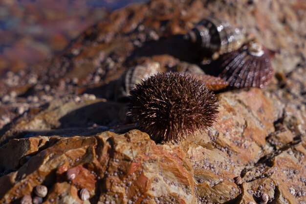 Photo sea urchin