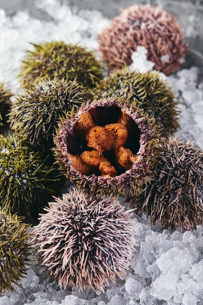 Sea urchins on ice on gray background closeup