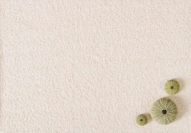 Sea urchins on sand surface