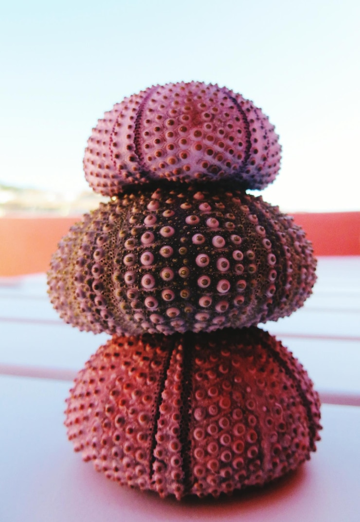 Photo sea urchins on table