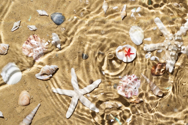 Sea water sand and seashells background Ceative summer background