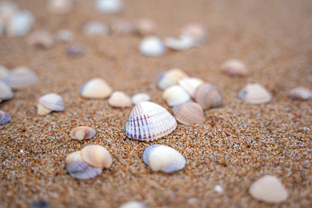 Onda del mare che corre verso la costa da piccole conchiglie a skane, svezia