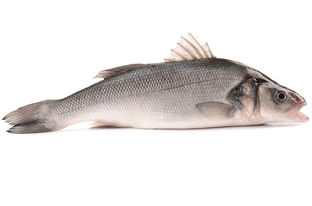 사진 seabass 흰색 절연