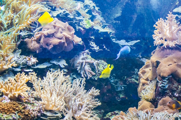 魚とサンゴ礁の海底