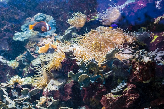 魚とサンゴ礁の海底