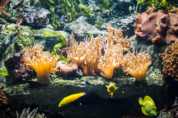 魚とサンゴ礁の海底