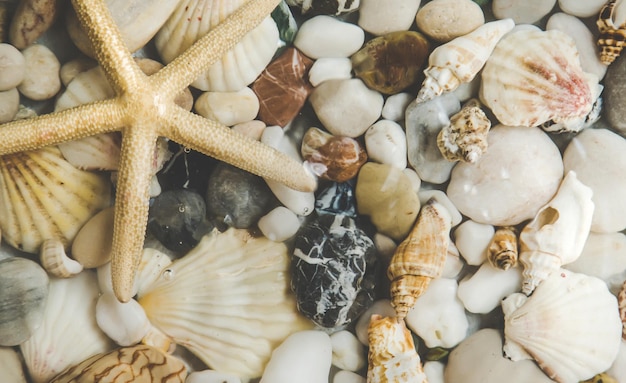 Seabed with stones and shells Selective focus