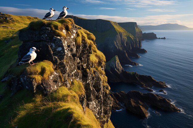 Seabird colonies on bird cliffs of Runde Island