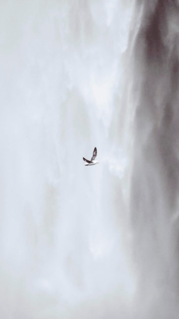 Seabird flying in front of a Skógafoss waterfall, Iceland