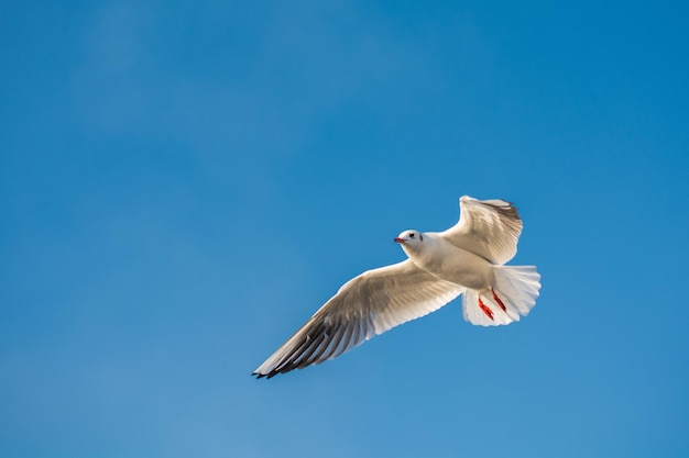 Чайка-морская птица летит в небе как концепция свободы