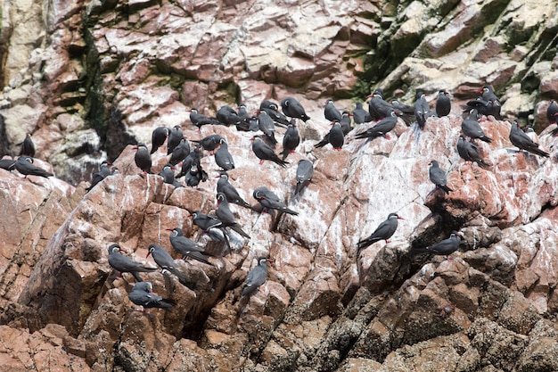 写真 バレスタス島、自然公園の岩肌に海鳥。ペルー