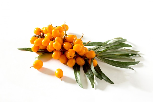 Seabuckthorn berries branch isolated on white
