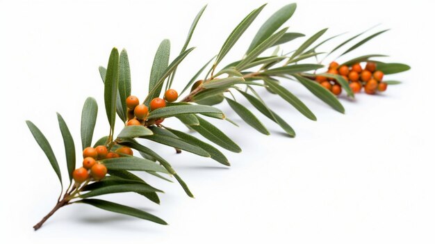 Photo seabuckthorn on white background