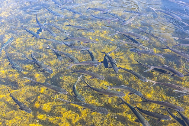 Seafish in the pond