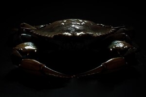 Photo seafood crab