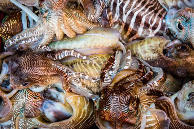 Seafood. Fresh squid tray ...