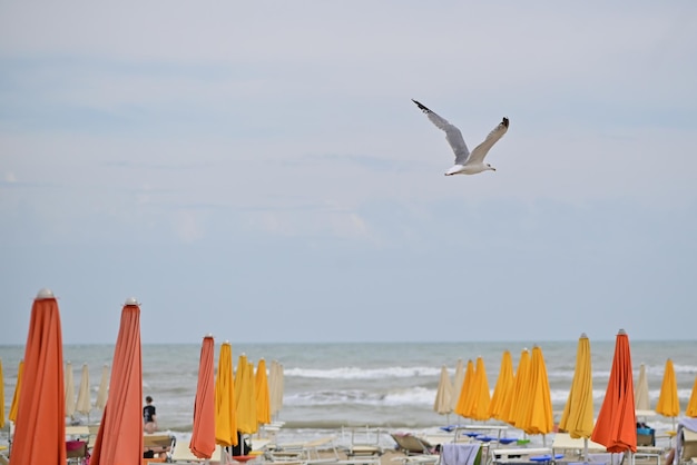 Seagul on the Beach