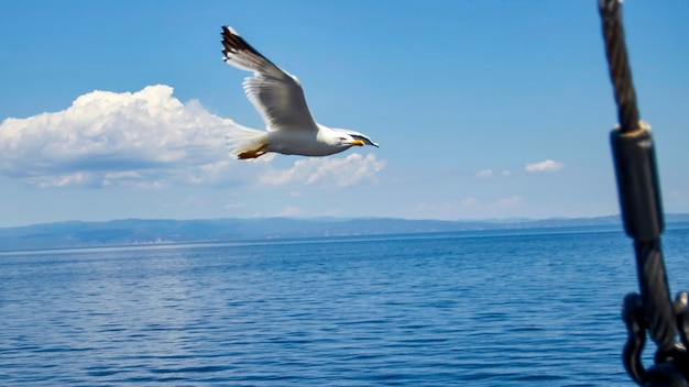 Seagul flying in the aegean