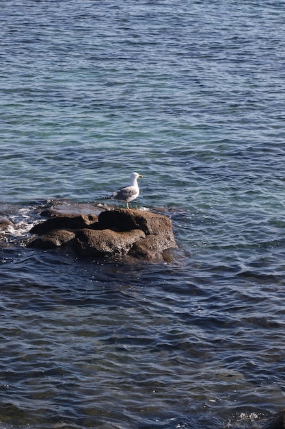 Photo seagul perched on rock in sea