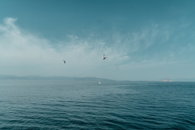 Seagull in Adriatic Sea in Greece while ferry travel