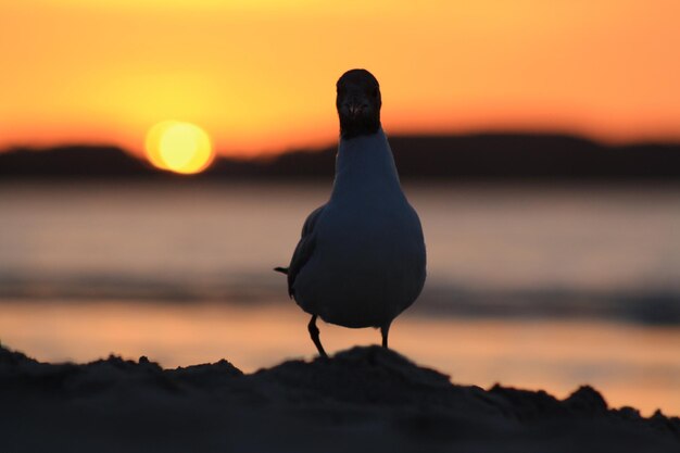 写真 マグと夕暮れ