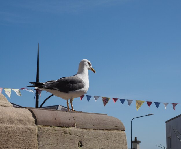 Photo seagull animal of class aves (birds)