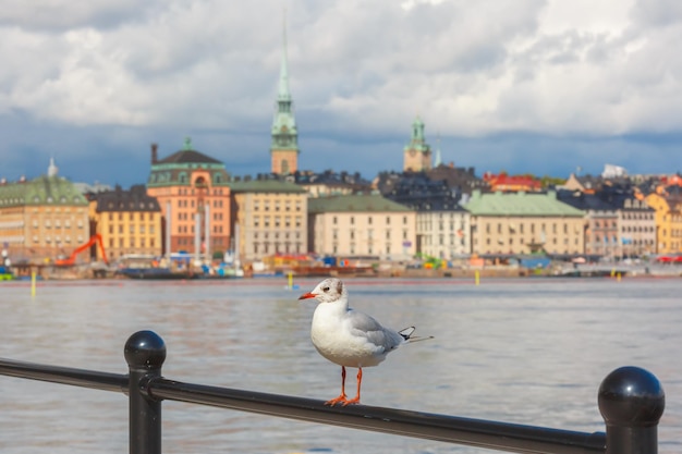 Seagull on the background of Gamla Stan in the Old Town in Stockholm, capital of Sweden