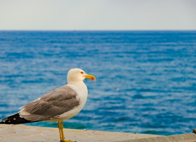 Seagull on the background of the sea on a summer day.